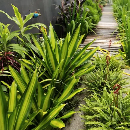 Beds In Garden Hostel-2